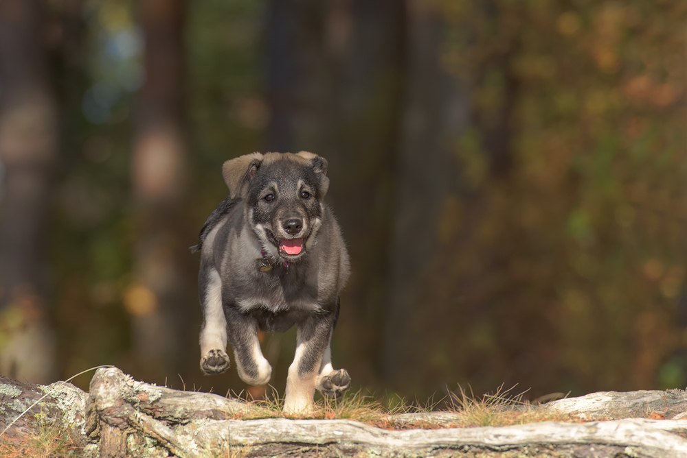 filhote de cão sueco