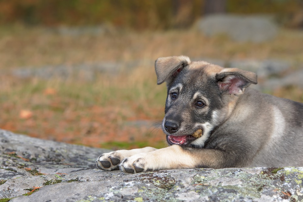 cão sueco filhote