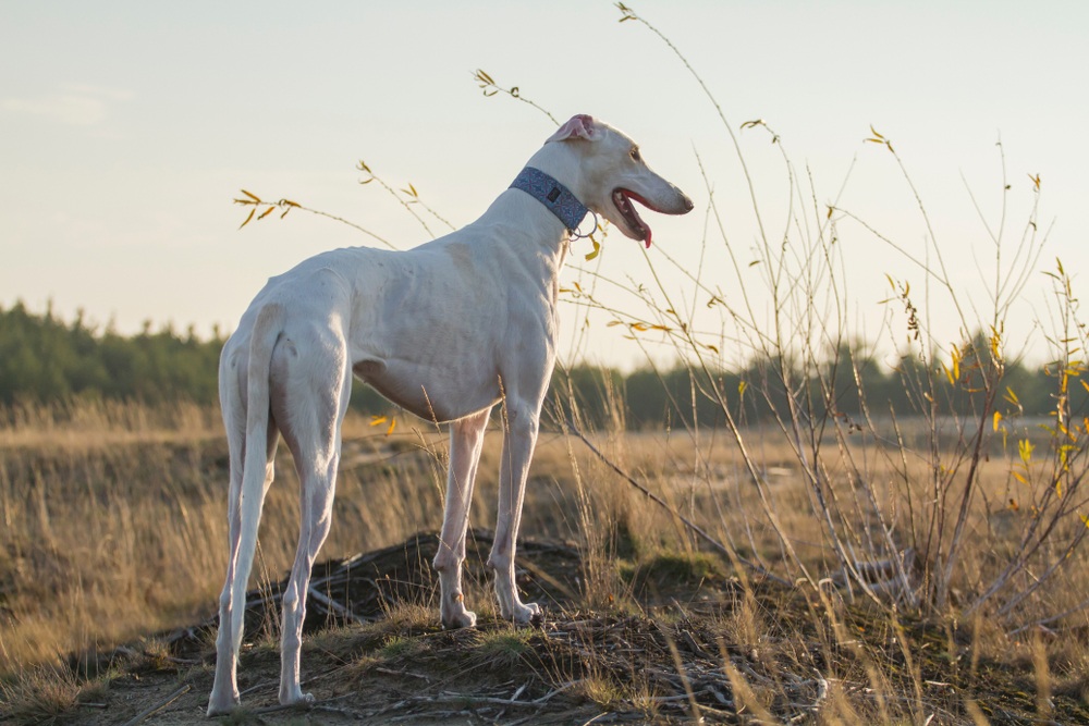 galgo polaco cão