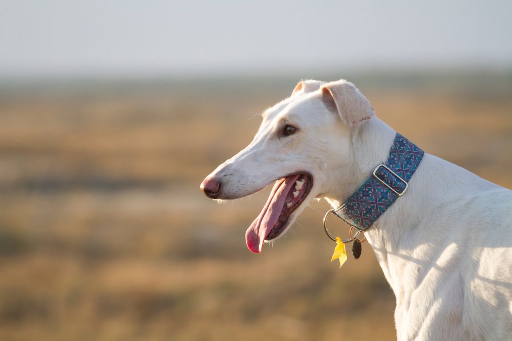 galgo polaco