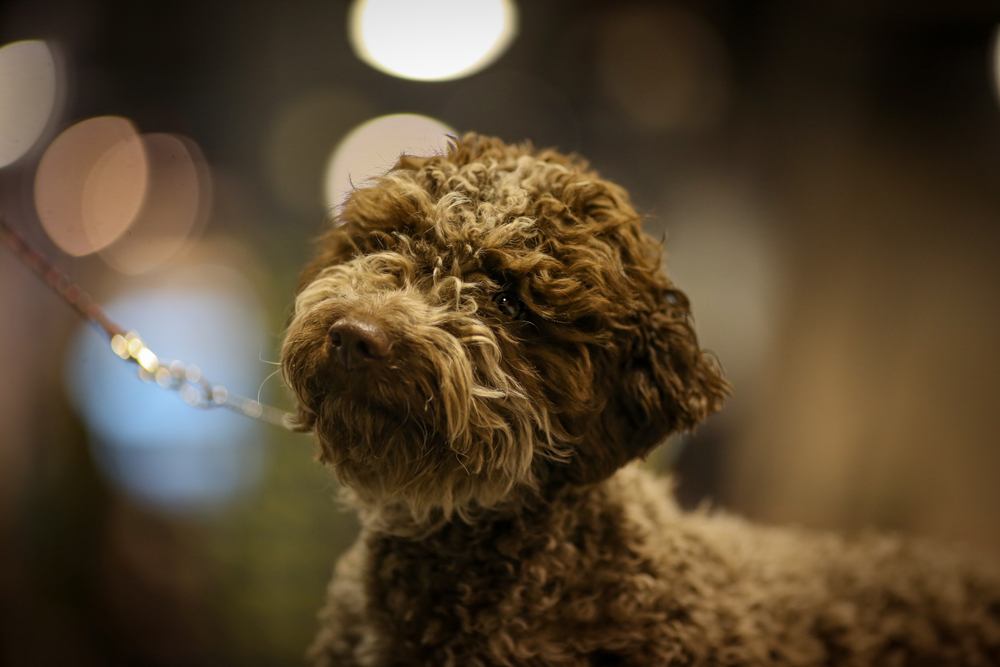 lagotto romagnolo