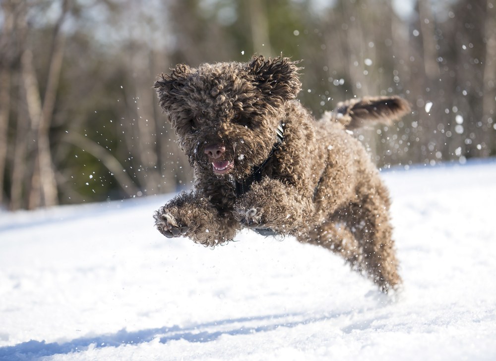 lagotto romagnolo cão