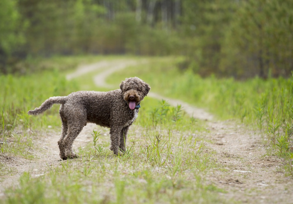 lagotto romagnolo cachorro