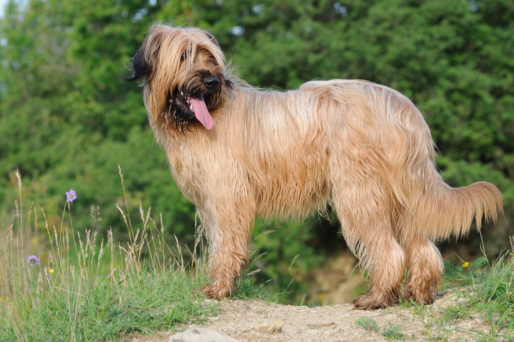 cão pastor de brie