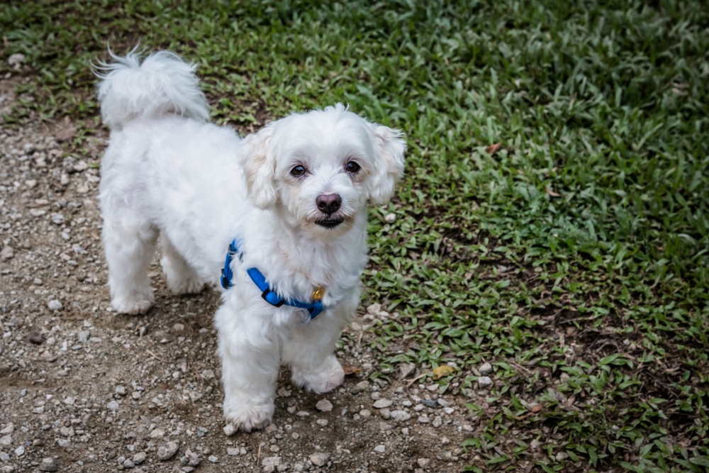 shih-poo cachorro