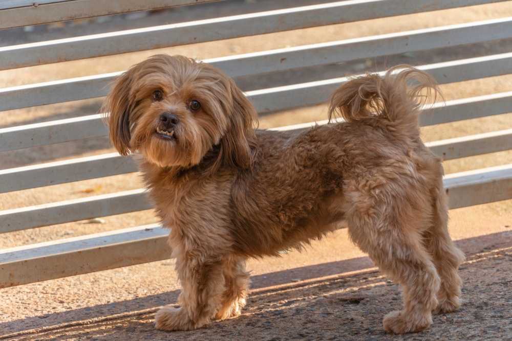 shih-poo cão