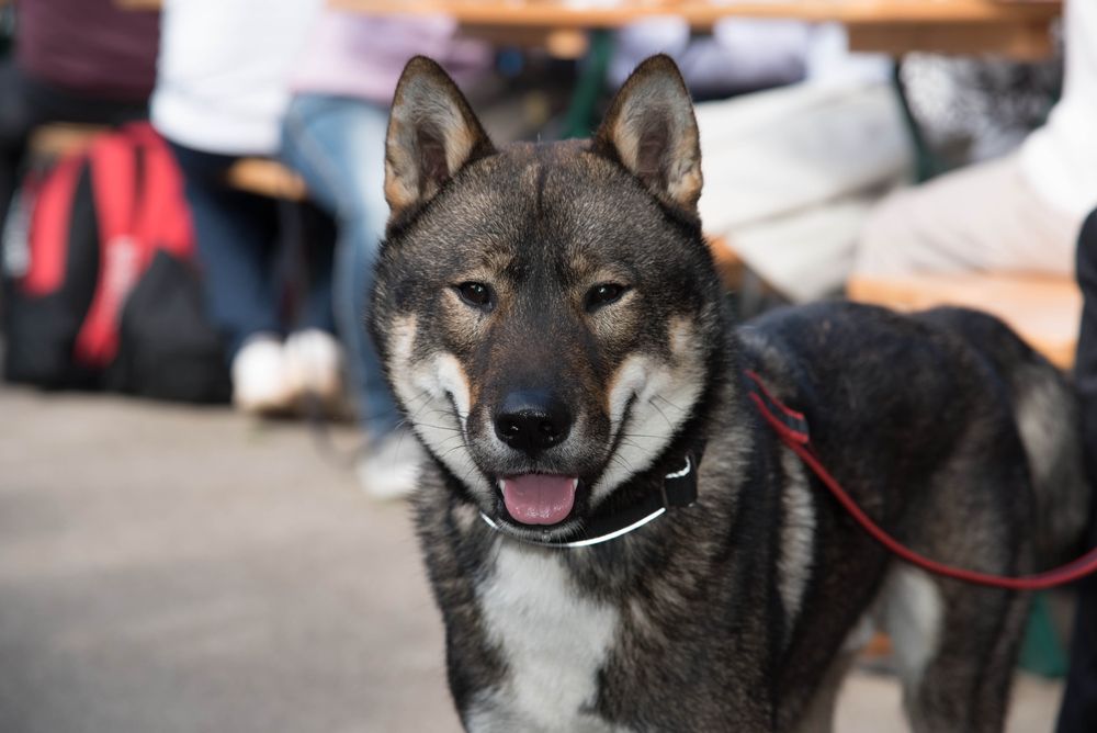 shikoku cachorro