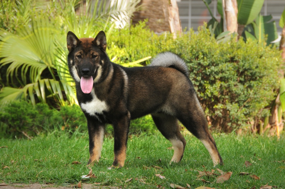 shikoku cão