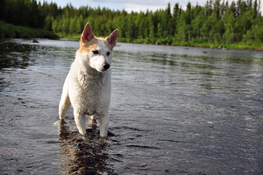 spitz de norboten cão