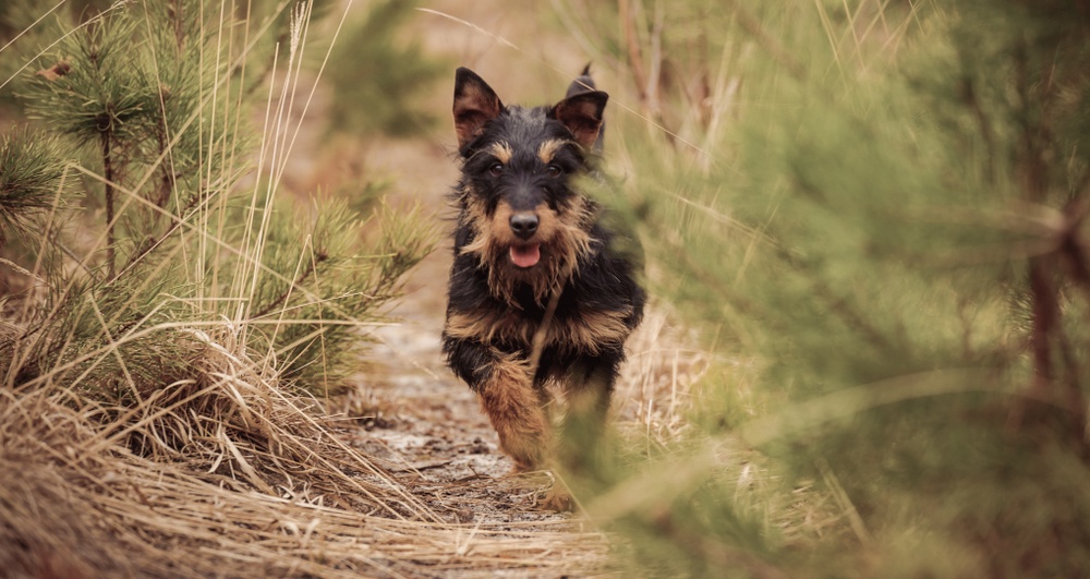 terrier alemão de caça cachorro