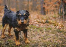terrier alemão de caça cão