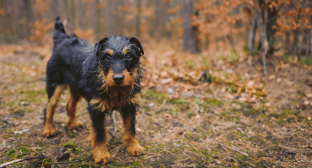 terrier alemão de caça cão