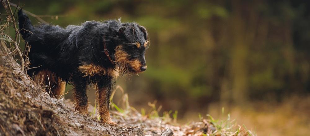 terrier alemão de caça