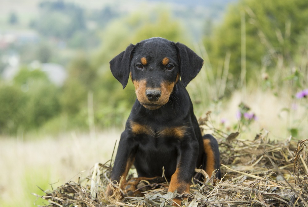 terrier alemão de caça filhote