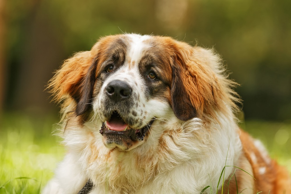 cão de guarda de moscou cachorro