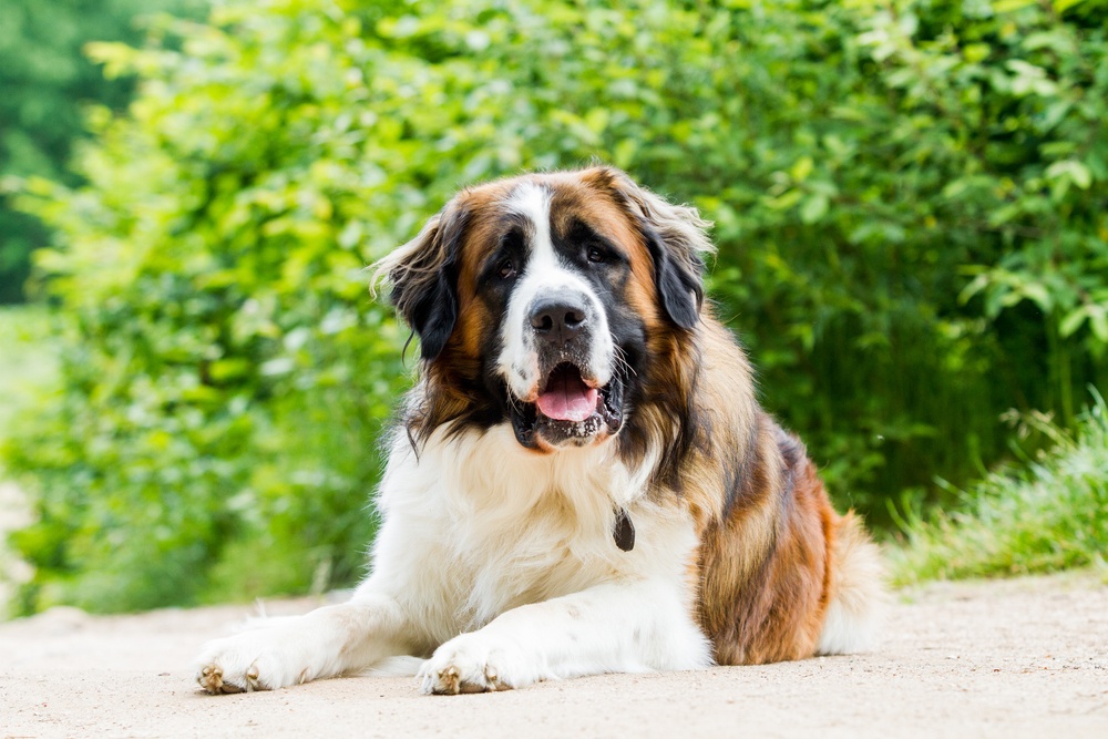 cão de guarda de moscou