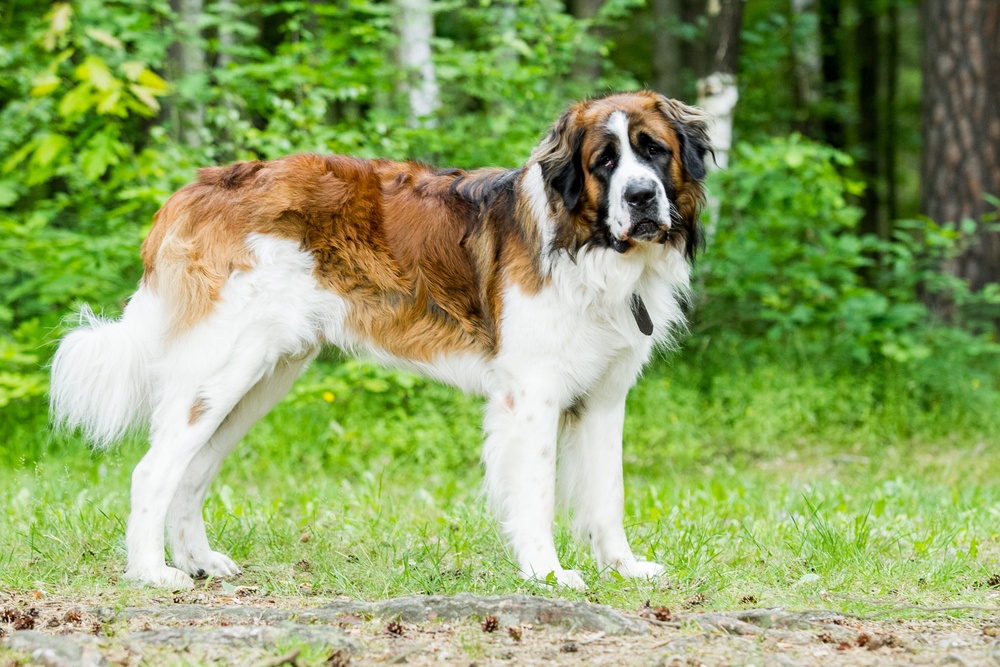 cão de guarda de moscou cachorro