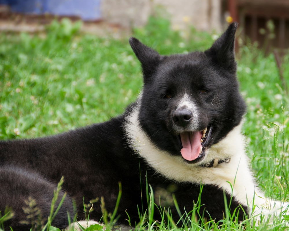 raça cão de ursos