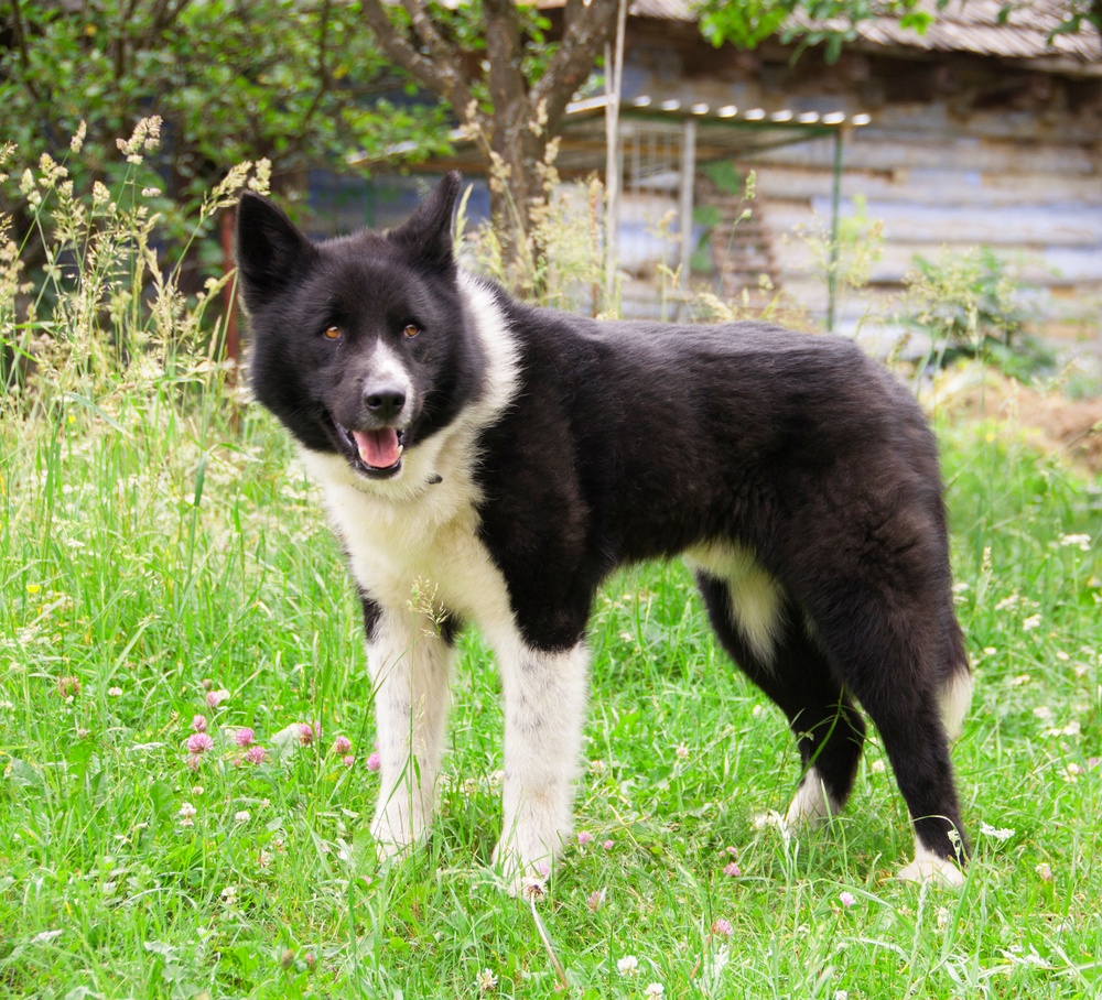 cão de ursos raça