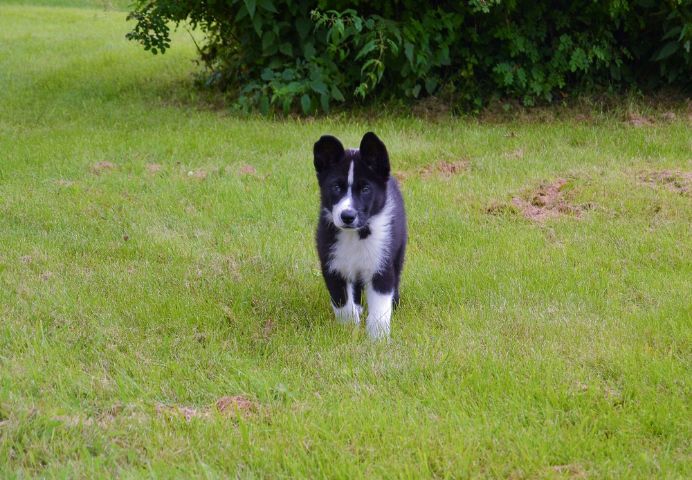 cão de ursos