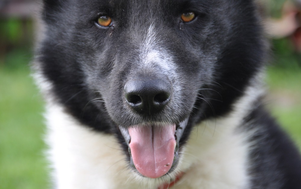 cão de ursos cachorro