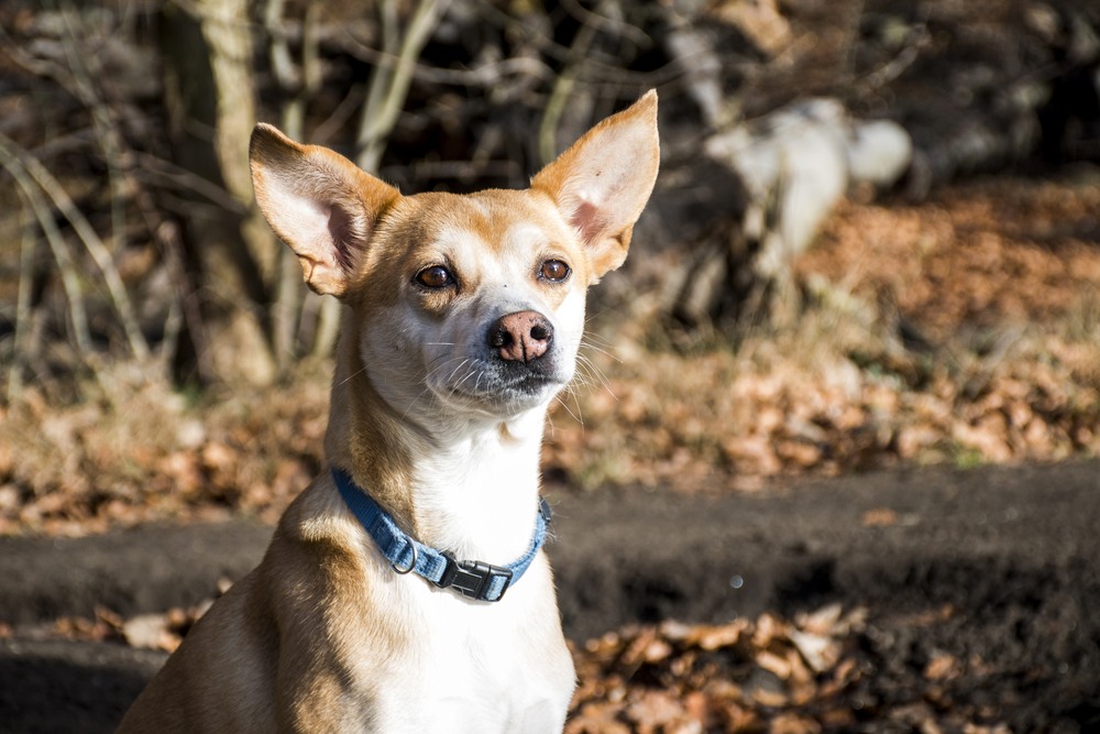 podengo português cão