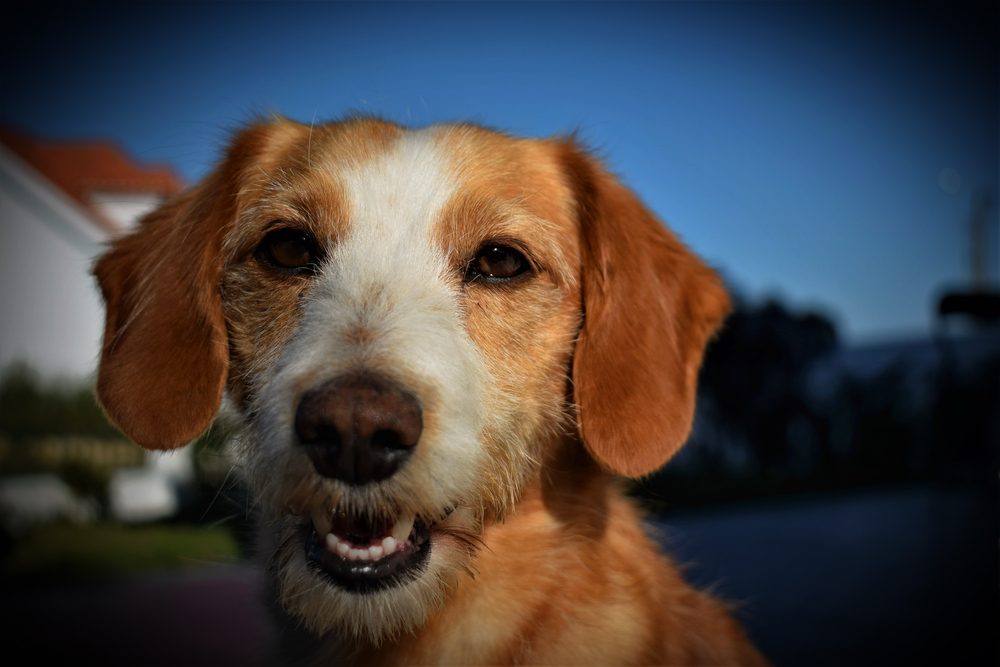 podengo português cachorro