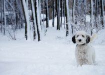 sheepadoodle cão