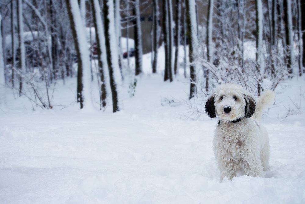 sheepadoodle cão