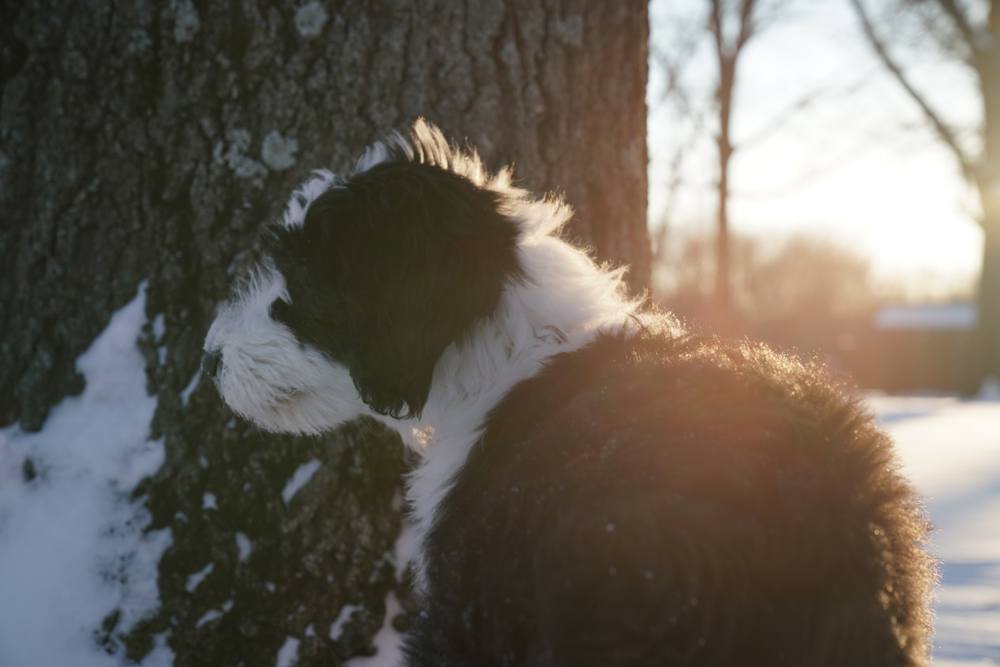 sheepadoodle