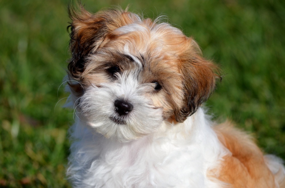 shichon cão