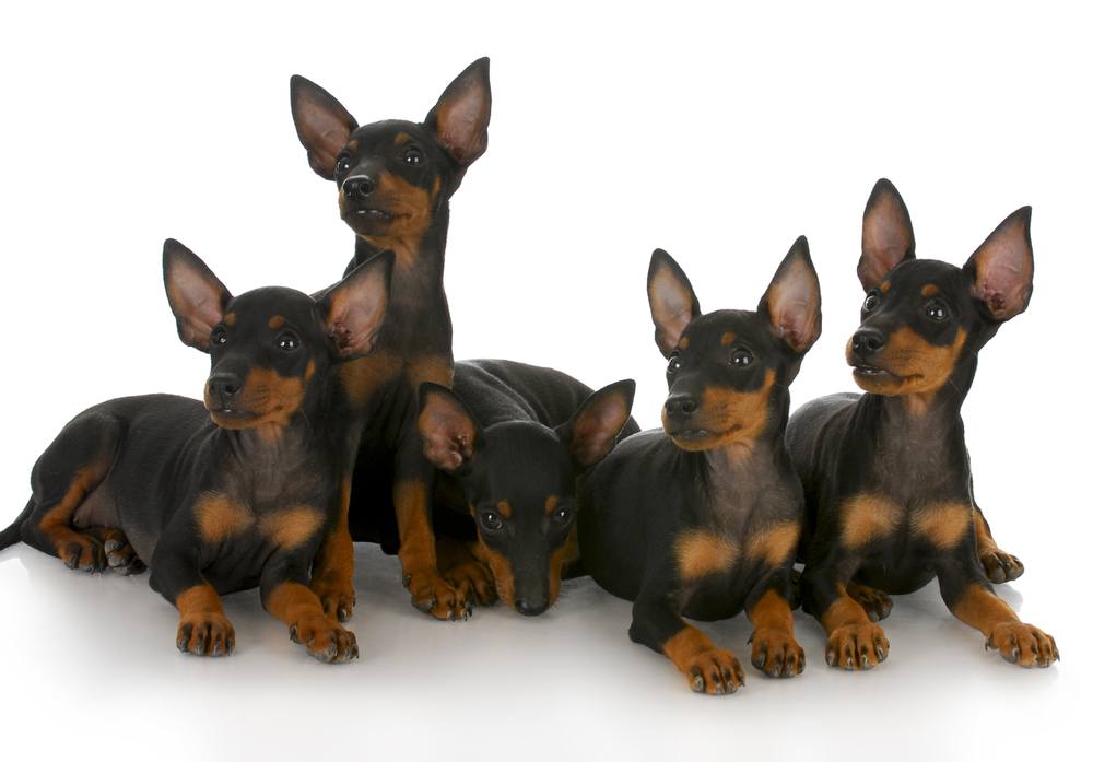 toy manchester terrier