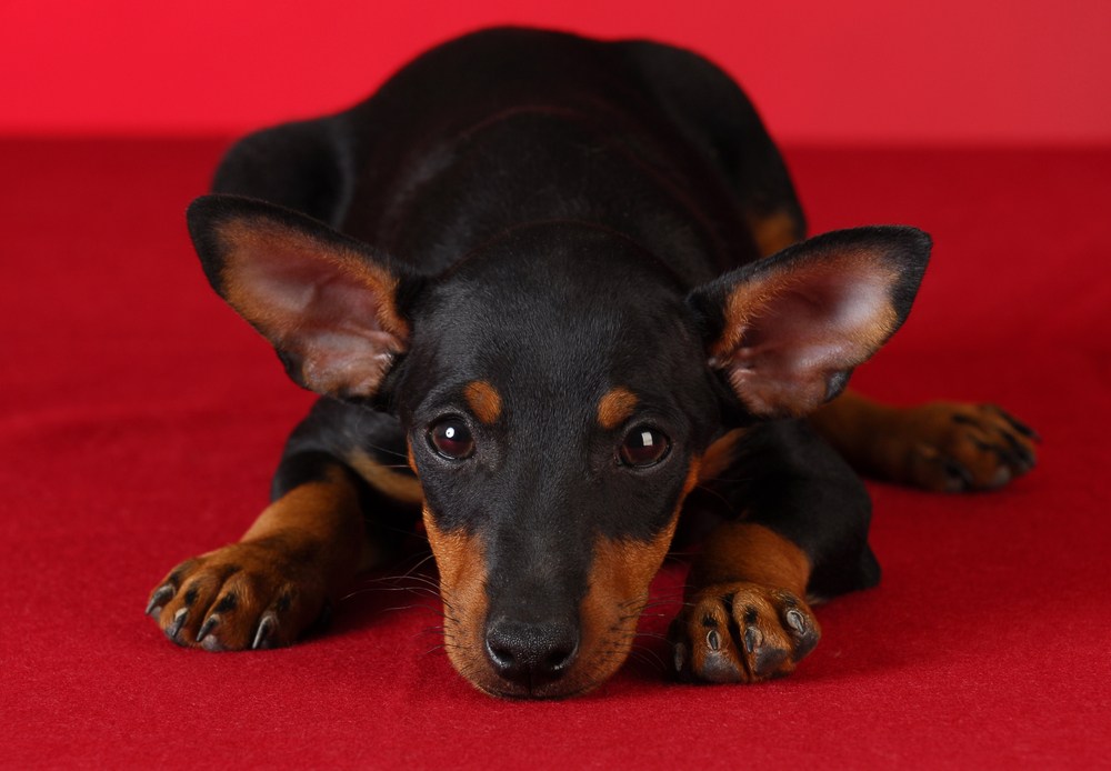 cão toy manchester terrier