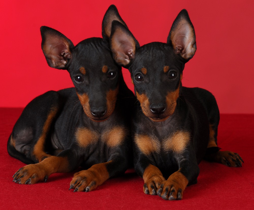 toy manchester terrier cachorro