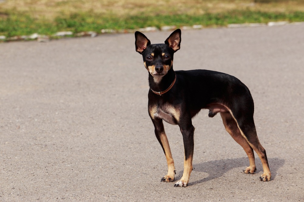 toy manchester terrier cão