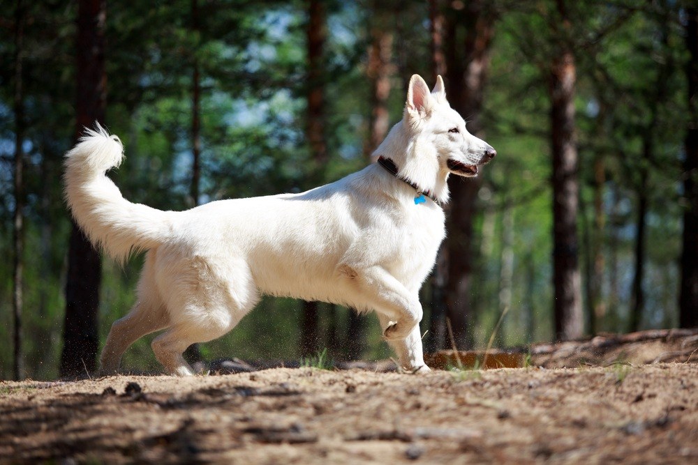 Pastor branco suiço cão