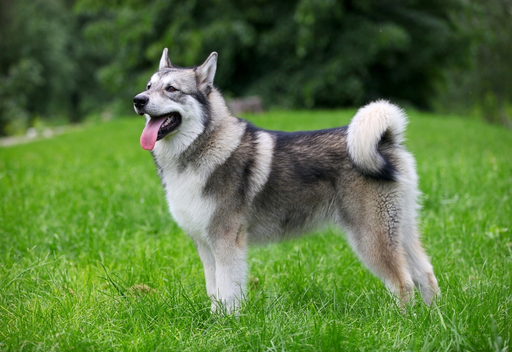 Malamute do Alasca cachorro