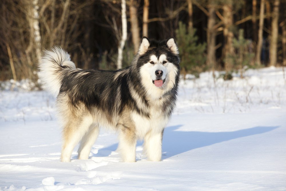 Malamute do Alasca cão