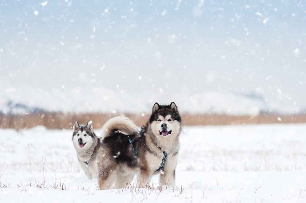 Malamute do Alasca