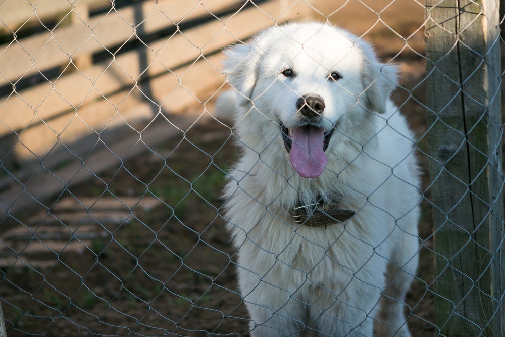 Pastor Maremano Abruzês cachorro