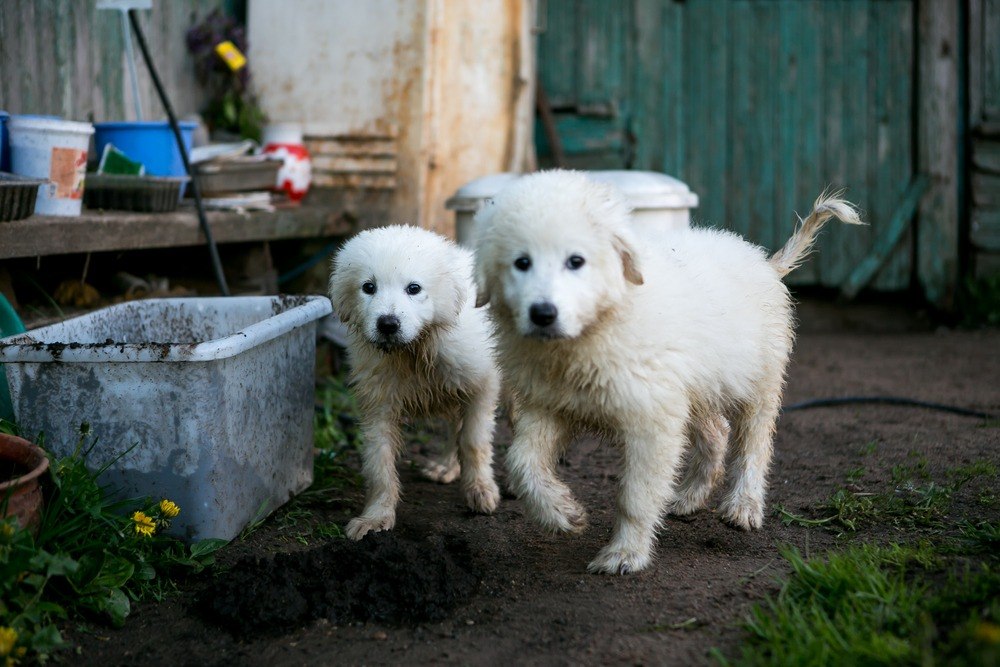 Cachorro - Filhote Pastor Maremano Abruzes - Pastor Maremano Abruzes -  Navegantes - Pastor Maremano Abruzes