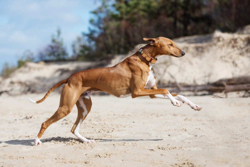 Azawakh cão