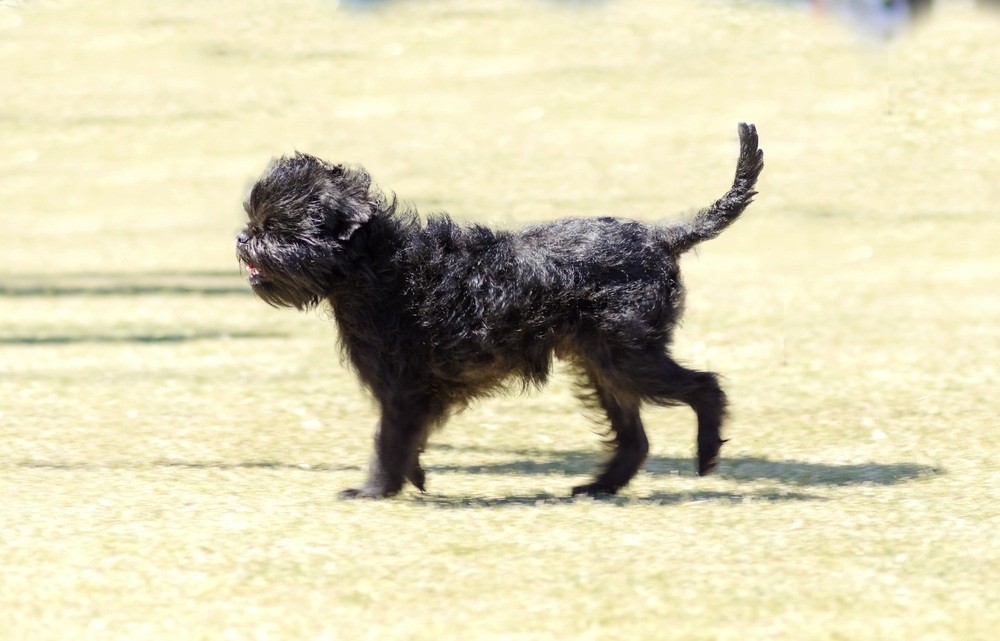 Affenpinscher filhote