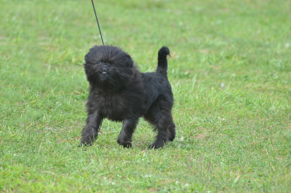 Affenpinscher raça