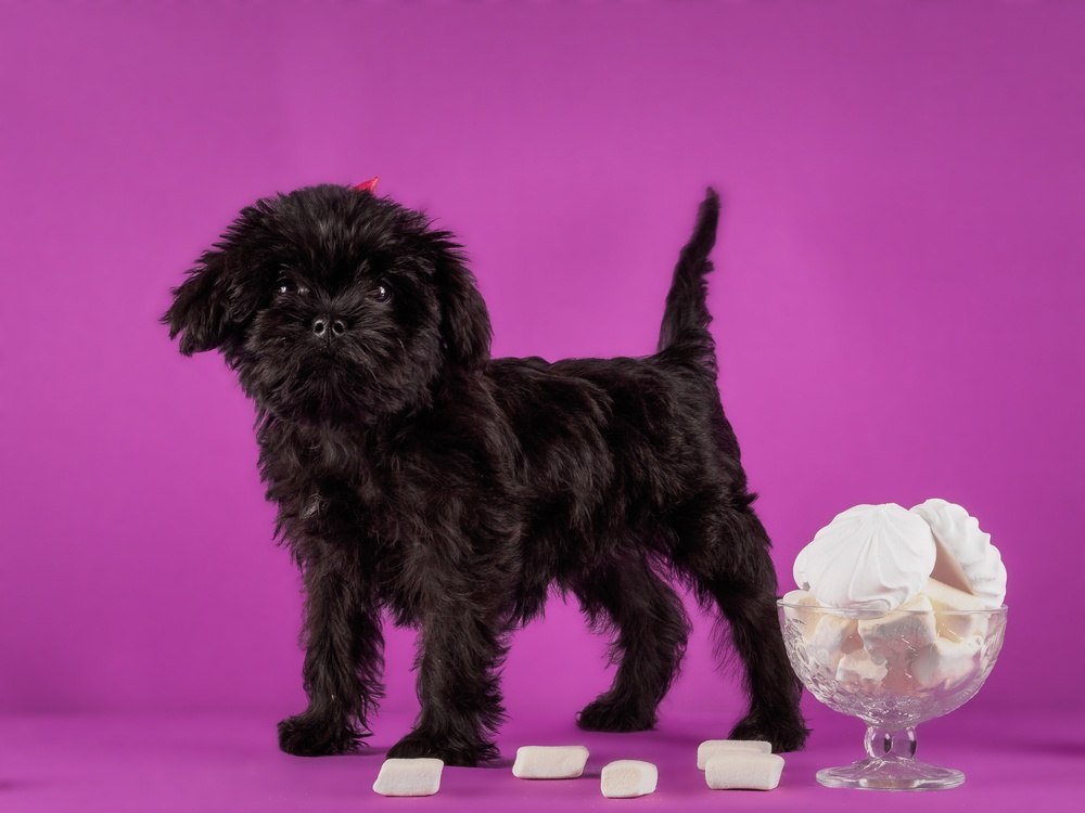 Affenpinscher cachorro