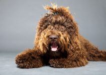 Barbet cão