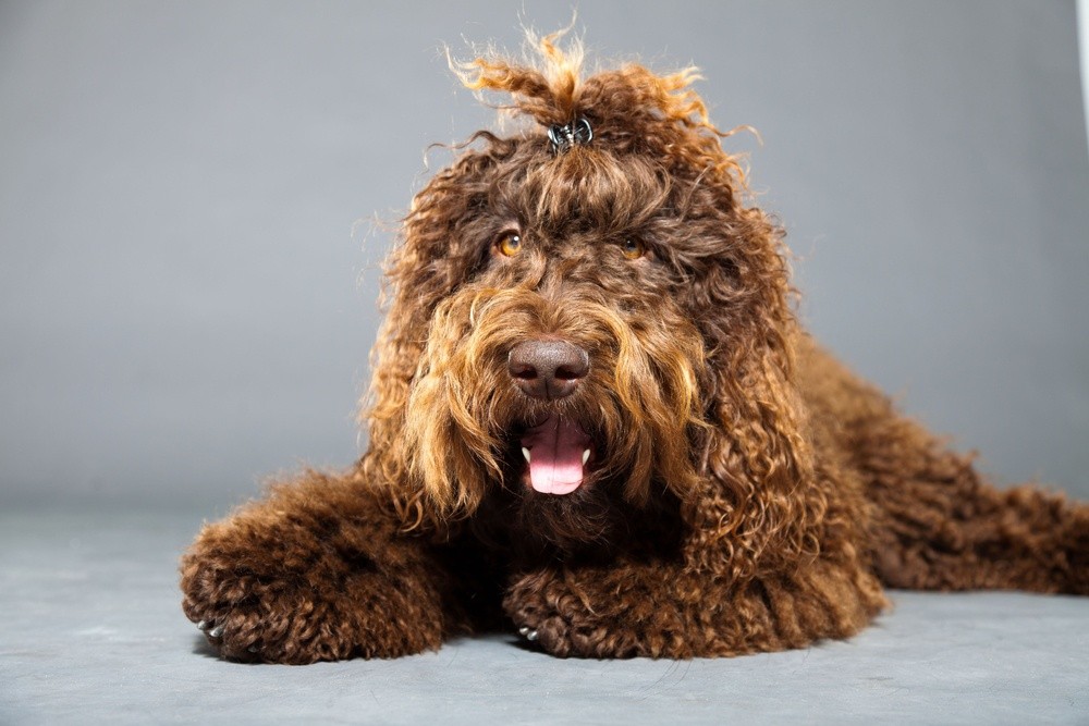 Barbet cão