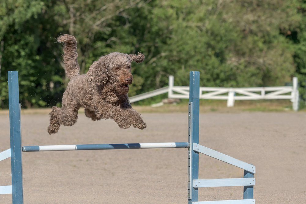 Barbet cachorro