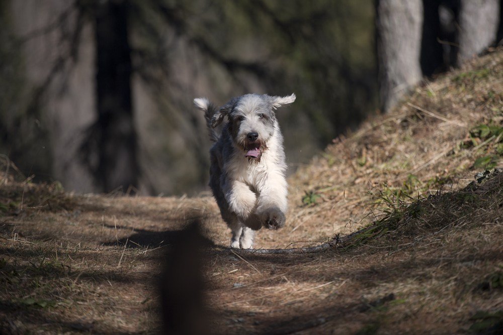 Bearded Collie correndo