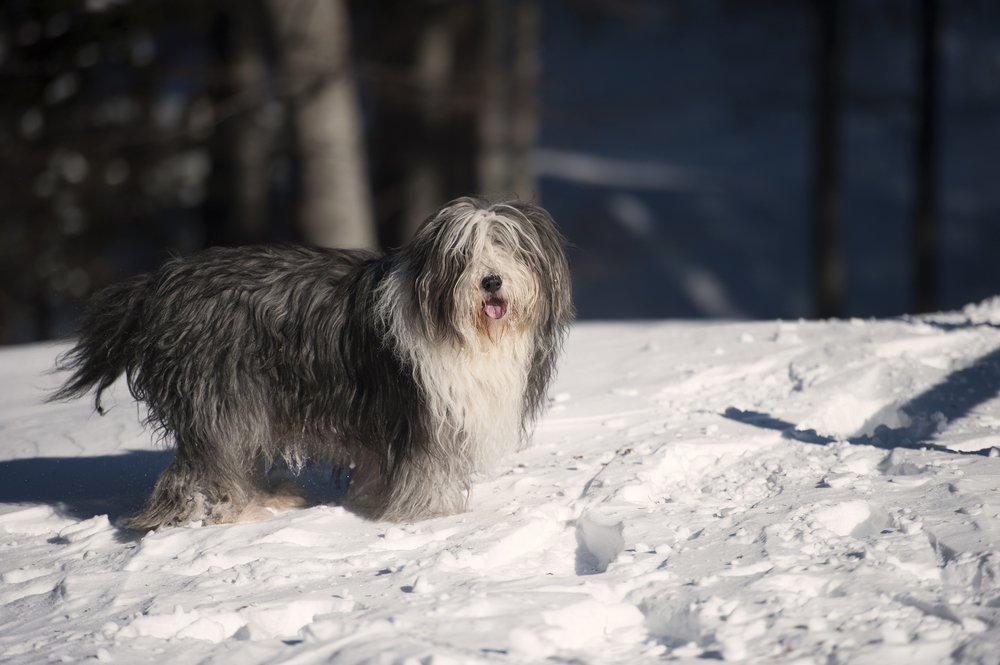 Bearded Collie raça